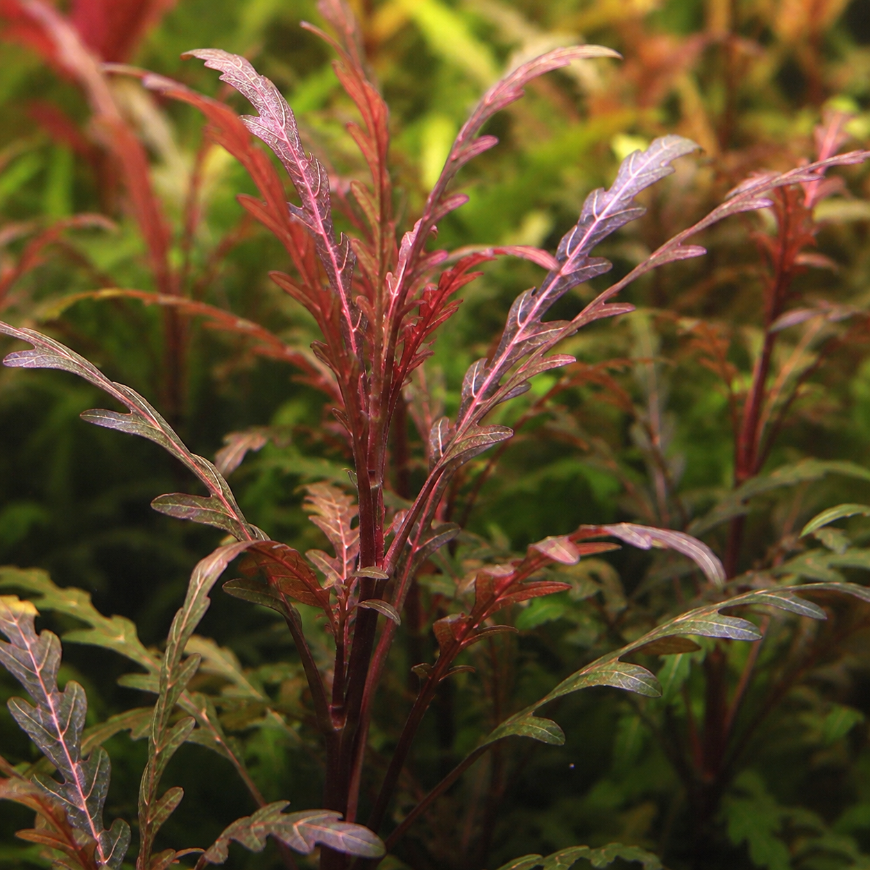 Hygrophila Pinnatifida: The Epiphyte-Style Stem Plant from India